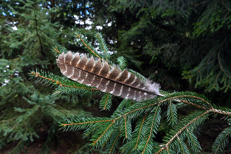 turkey feather on pine tree branchの写真素材