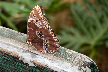 close up of blue morpho butterfly on rustic wooden railingの写真素材