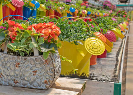 row of colorful watering cans filled with summer plants in greenhouseの写真素材