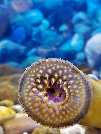 close up of open sucking mouth of sea lamprey with teethの写真素材