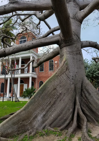 old kapok tree in front yard of old brick building in Key Westの写真素材