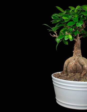 Ginseng Ficus Bonsai tree growing in white pot isolated on black backgroundの写真素材