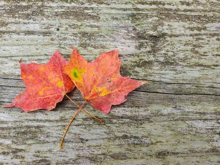 pair of autumn maple leaves on rustic wood surface
