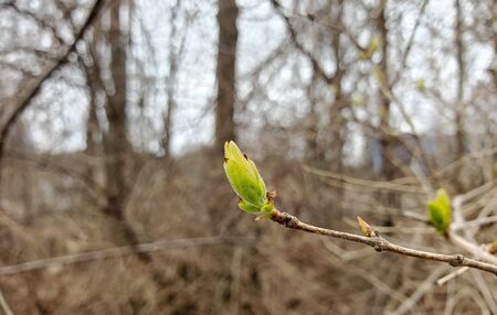 close up of new growing leaf bud on tree branch in spring