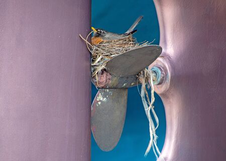 robin sitting in nest on boat propellerの写真素材