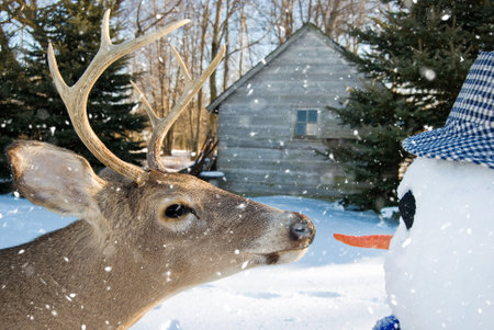 big buck deer ready to grab snowman carrot nose in snowflakesの写真素材