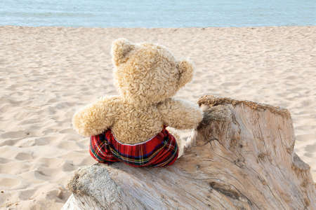 back view of a teddy bear wearing tartan plaid pants sitting on beach driftwoodの写真素材