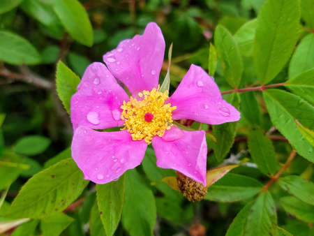 close up of pink Wild Rose flower with dew dropsの写真素材