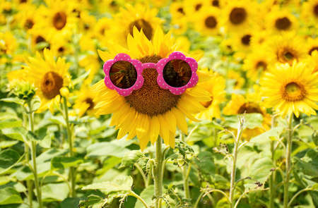 pink sunglasses on sunflower in a Michigan sunflower fieldの写真素材
