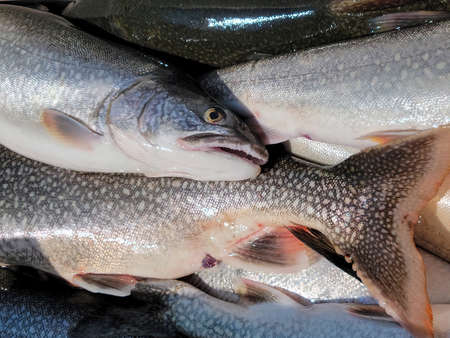 collection of fresh salmon catch in cooler boxの写真素材