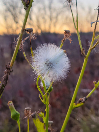 Close up of a fluffy ragleaf flower with sunlight glow in rural fieldの写真素材
