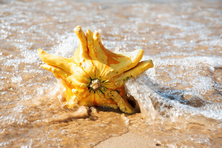 Closeup of an autumn gourd in water splash