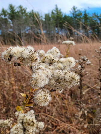 Fluffy autumn thistle wildflowers in a rural field