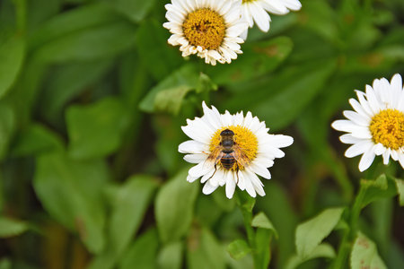 Close-up of a honey bee on a white daisy in a summer garden