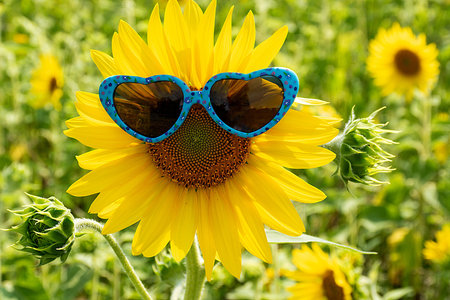 Closeup of heart-shaped sunglasses on a bright yellow sunflower in a fieldの写真素材