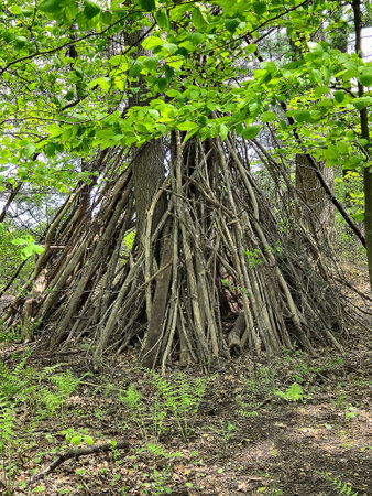 A manmade tree fort constructed in the middle of a spring forestの写真素材