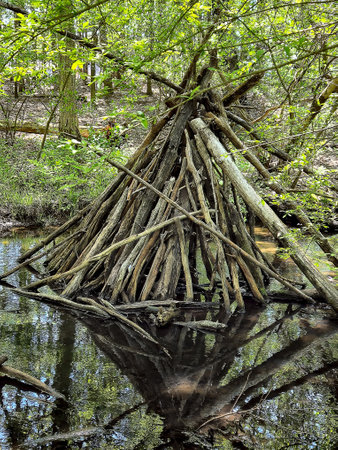 Manmade tree fort constructed in the middle of a woodland creekの写真素材