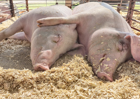 Pair of fat pink pigs sleeping side by side on wood shavings in pig penの写真素材