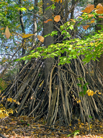 A collection of tree branches are carefully arranged to form a lean-to structure against a tree in a forest settingの写真素材
