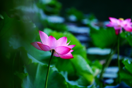 Lotus flowerの写真素材
