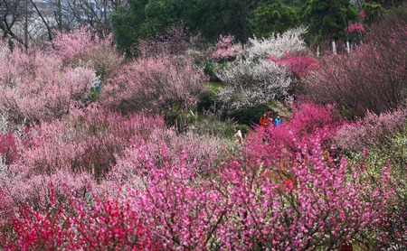 Plum blossom parkのeditorial素材