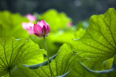 Lotus flowerの写真素材