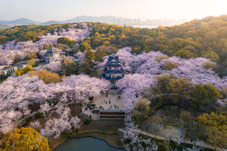 Aerial view of cherry blossom treeの写真素材