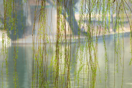 willow at park