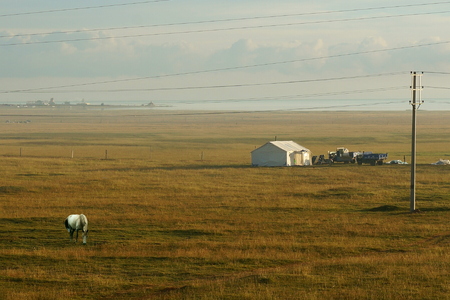 The yurt and animals by  Qinghai Lakeの写真素材