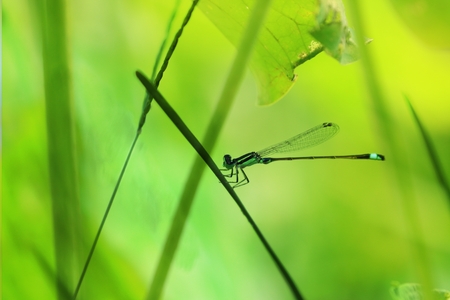 The beautiful state of the blue-winged wings flying on the branchesの写真素材