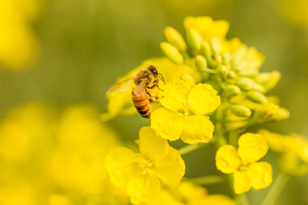 Rape and beeの写真素材