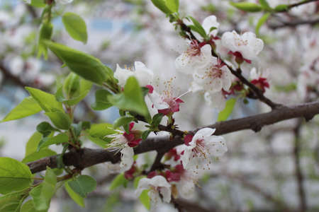 Begonia flowerの写真素材