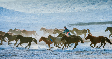 Horses running on a prairieのeditorial素材