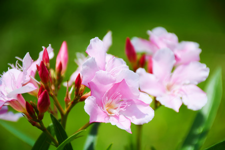 pink Flowers