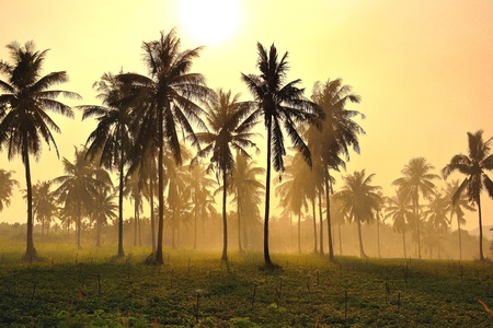 coconut and sunsetの写真素材