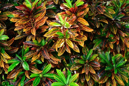 leaves colour