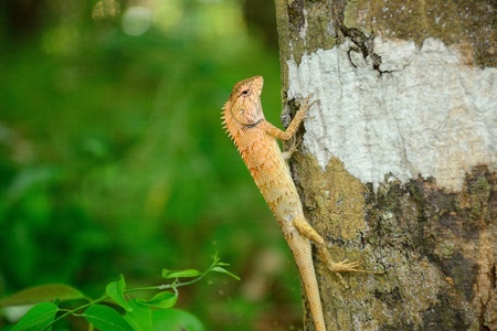 close up small dragonの写真素材