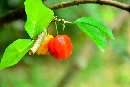 cherry