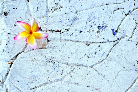 flower on the floorの写真素材