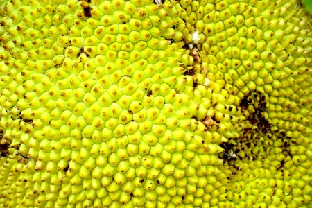jack fruit texture