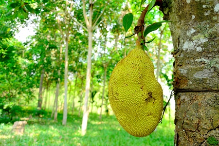 jackfruit