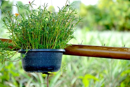 garden plant