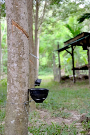 Hevea brasiliensis treeの写真素材