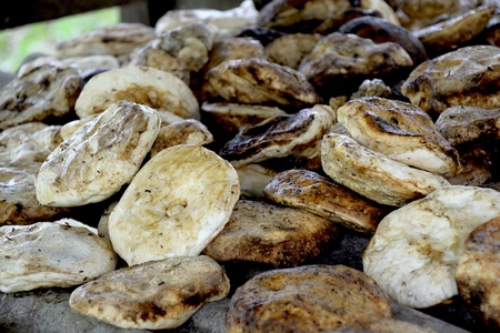 Hevea brasiliensis rubberの写真素材