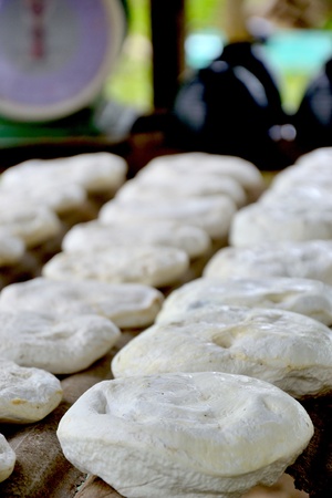 Hevea brasiliensis rubberの写真素材