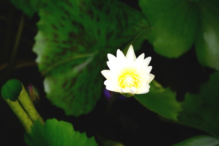 lotusの写真素材