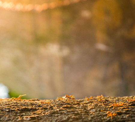 Red or yellow Antの写真素材