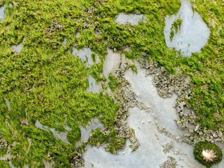 a stone wall covered with algae with a shell on it