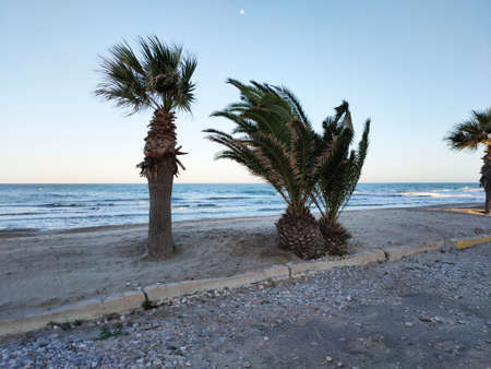 palm trees that sway in the wind against the background of the sea on the coast