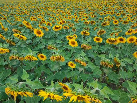 sunflower wilted from the heat in the fieldsの写真素材